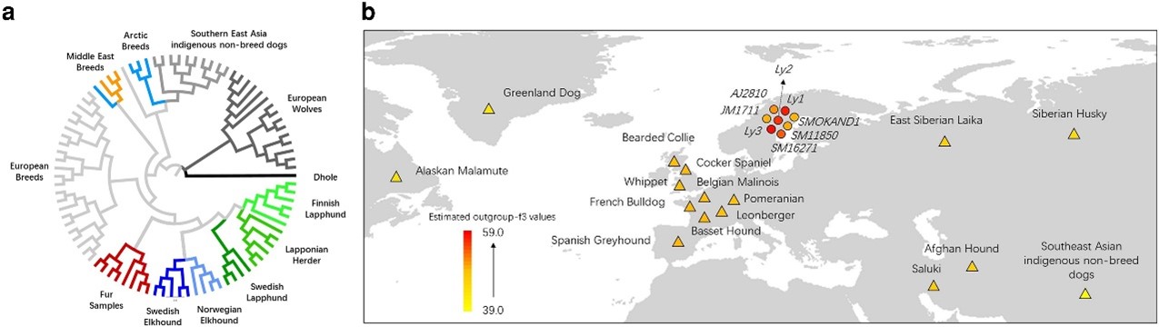王国栋课题组利用博物馆样本揭示北欧现代犬种的遗传起源与培育历史
