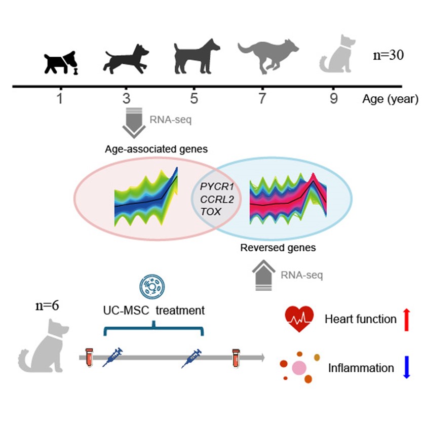 王国栋和何永捍合作团队在家犬抗衰老研究中取得新进展