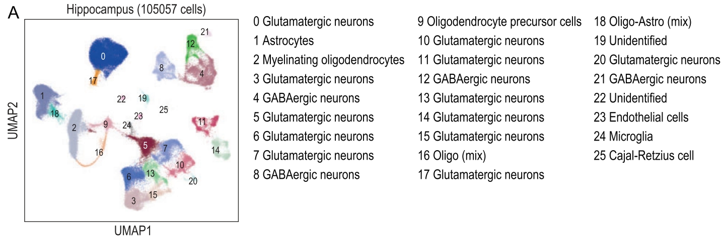 王国栋研究员牵头构建家犬海马单细胞图谱并揭示各细胞类型与驯化的关系