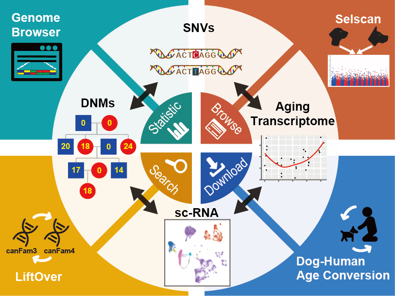王国栋学科组与生物多样性大数据中心合作搭建Dog10K犬类多组学数据库